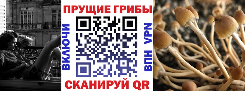 Псилоцибиновые грибы Cubensis  купить закладку  hydra как зайти  Чудово 